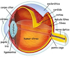 constituição do olho humano